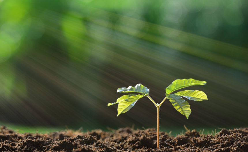 Vincitrice 1^ Edizione Concorso Nazionale per Docenti – Il Seme